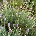 アパート Valia House Thassos