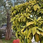 Valia House Thassos アパート *