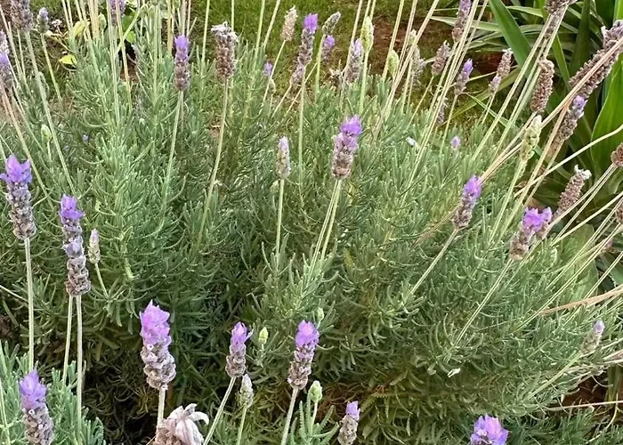 Daire Valia House Thassos