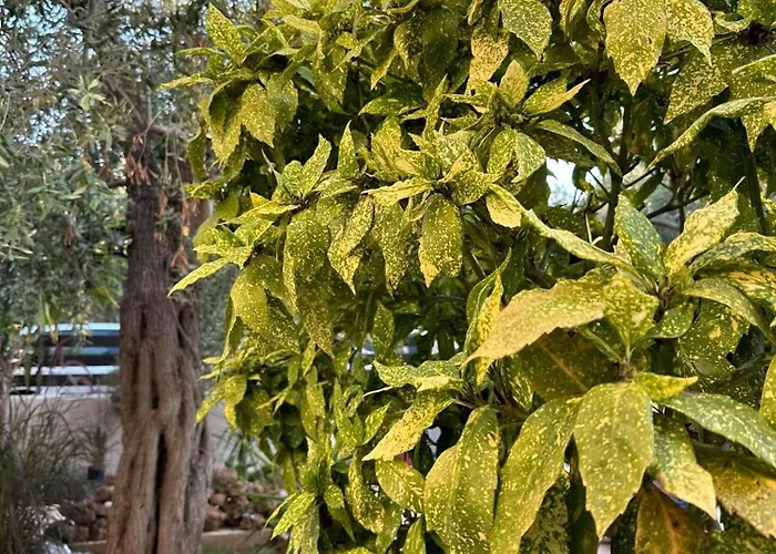 Valia House Thassos Daire *